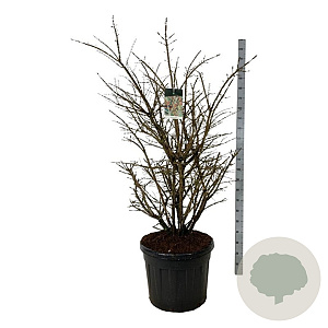 Euonymus alatus 125-150 cm cont. 90L extra