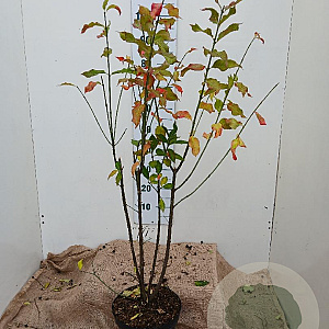 Euonymus europaeus 80-100 cm 7,5L