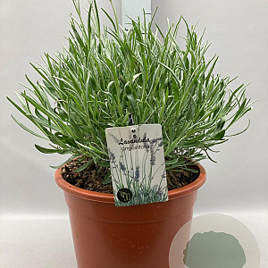 Lavandula angustifolia GM 10L
