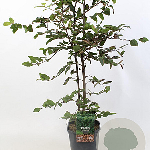 Fagus sylvatica 80-100 cm 5,0L geveerd