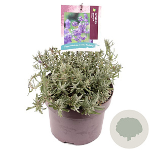 Lavandula ang. 'Hidcote' GM C5