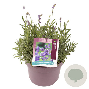 Lavandula ang. 'Hidcote' GM C5