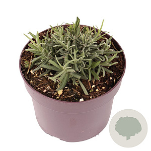 Lavandula ang. 'Munstead' GM 2,0L