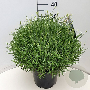 Lavandula ang. 'Munstead' GM 10L