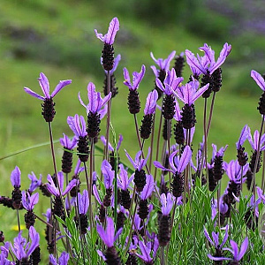 Lavandula stoechas GM C5