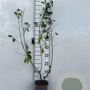 Frangula alnus 80-100 cm 2,0L