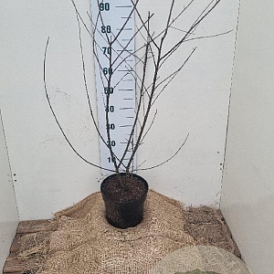 Frangula alnus 100-125 cm 7,5L solitair
