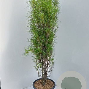 Frangula alnus Fine Line 125-150 cm 20L