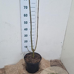 Fraxinus excelsior 80-100 cm 7,5L