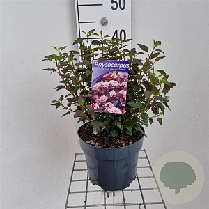 Physocarpus opulif. Little Joker 30-40 cm 3,0L