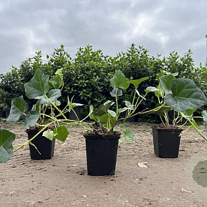 Hedera hibernica 30-40 cm P9