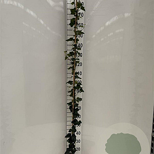 Hedera hibernica 175-200 cm 3,0L met stok