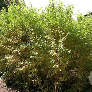 Cornus sanguinea 40-60 cm 2,5L