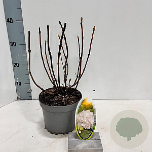 Hydrangea m. 'Mad. Emile Mouillère' 20-25 cm 2,0L