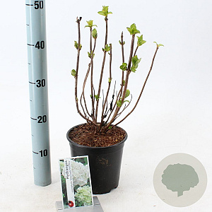Hydrangea m. 'Mad. Emile Mouillère' 20-25 cm 2,0L