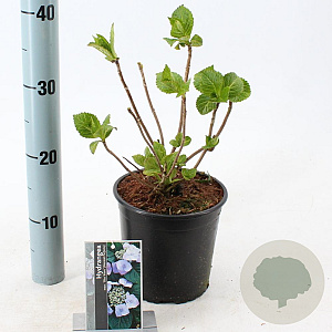 Hydrangea m. 'Mariesii Perfecta' 20-25 cm 2,0L