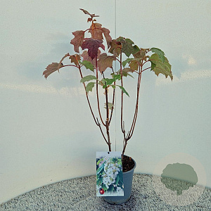 Hydrangea quercifolia 60-65 cm 2,5L