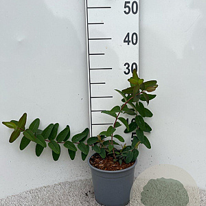 Hypericum 'Hidcote' 20-30 cm 2,0L