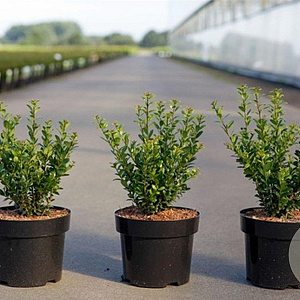 Ilex crenata 'Caroline Upright' 30-40 cm 3,0L