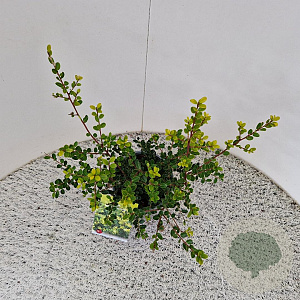 Ilex crenata 'Green Hedge' 30-40 cm 2,5L