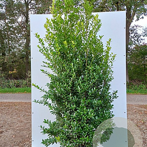 Ilex maximowicziana kanehirae 175-200 cm cont. 75L bossig