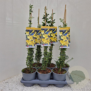 Jasminum nudiflorum 60-65 cm 2,5L