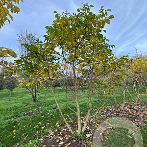 Juglans regia 350-400 cm draadkluit meerstammig op aanvraag