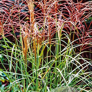 Miscanthus sin. 'Ferner Osten' GM C5