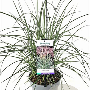 Miscanthus sin. 'Ferner Osten' GM C5