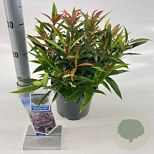 Leucothoe keiskei Burning Love 25-30 cm 2,0L