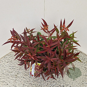 Leucothoe keiskei Burning Love 30-35 cm 2,5L