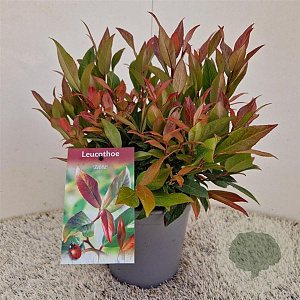 Leucothoe 'Zeblid' 30-35 cm 2,5L