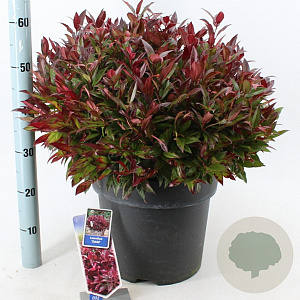 Leucothoe 'Zeblid' 40-50 cm 15L