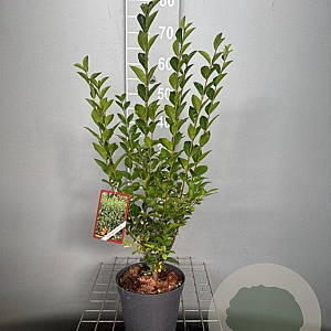 Ligustrum ovalifolium 60-80 cm 3,0L