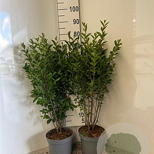 Ligustrum ovalifolium 60-80 cm 5,0L
