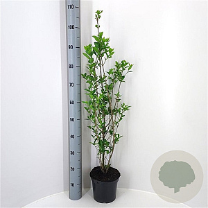 Ligustrum ovalifolium 80-100 cm 3,0L