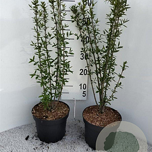 Ligustrum vulgare 60-70 cm 5,0L