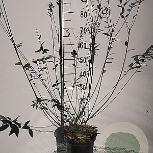 Ligustrum vulg. 'Atrovirens' 60-80 cm 5,0L