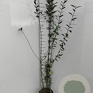 Ligustrum vulg. 'Atrovirens' 80-100 cm 5,0L