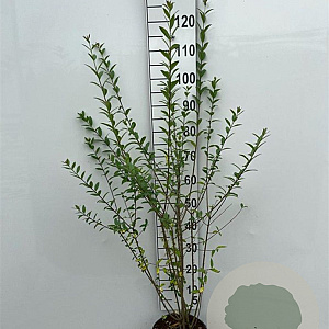 Ligustrum vulg. 'Atrovirens' 100-125 cm 5,0L