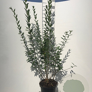 Ligustrum vulg. 'Atrovirens' 100-125 cm 5,0L