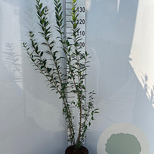 Ligustrum vulg. 'Atrovirens' 100-125 cm 5,0L