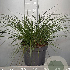 Pennisetum al. 'Hameln' GM C5