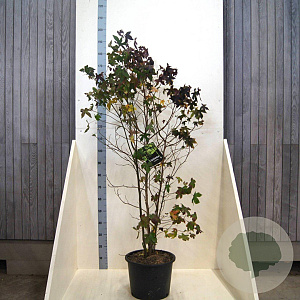 Liquidambar styraciflua 150-175 cm 20L meerstammig