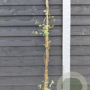 Lonicera periclymenum 150-175 cm vierkant rond 5,5L