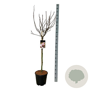 Magnolia soulangeana 90 cm stam 15L