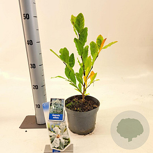 Magnolia stellata 40-50 cm 2,0L