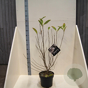 Magnolia stellata 80-100 cm 10L meerstammig