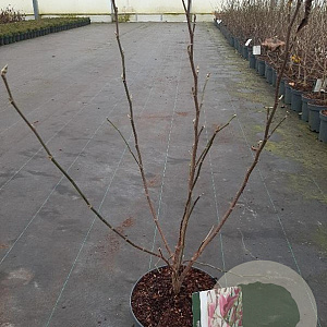 Magnolia 'Susan' 40-50 cm 5,0L