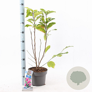 Magnolia 'Susan' 40-50 cm 5,0L